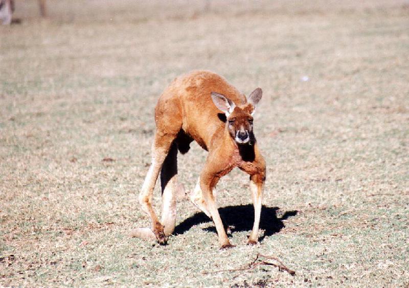 Kangaroo 1001 Rusa Park Zoo, Cessnock, NSW